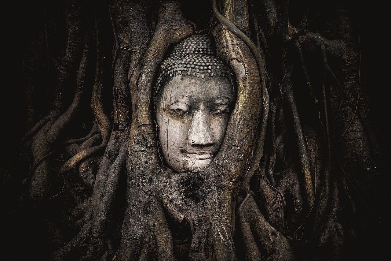 เศียรพระพุทธรูปในรากโพธิ์