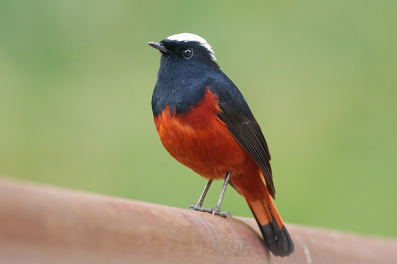 Chaimarrornis leucocephalus 1 - Doi Inthanon