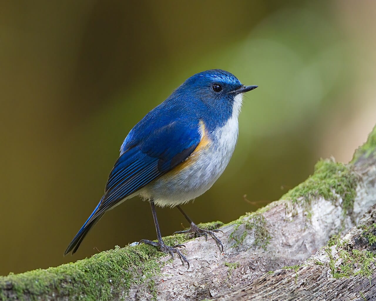 Tarsiger rufilatus - Doi Inthanon