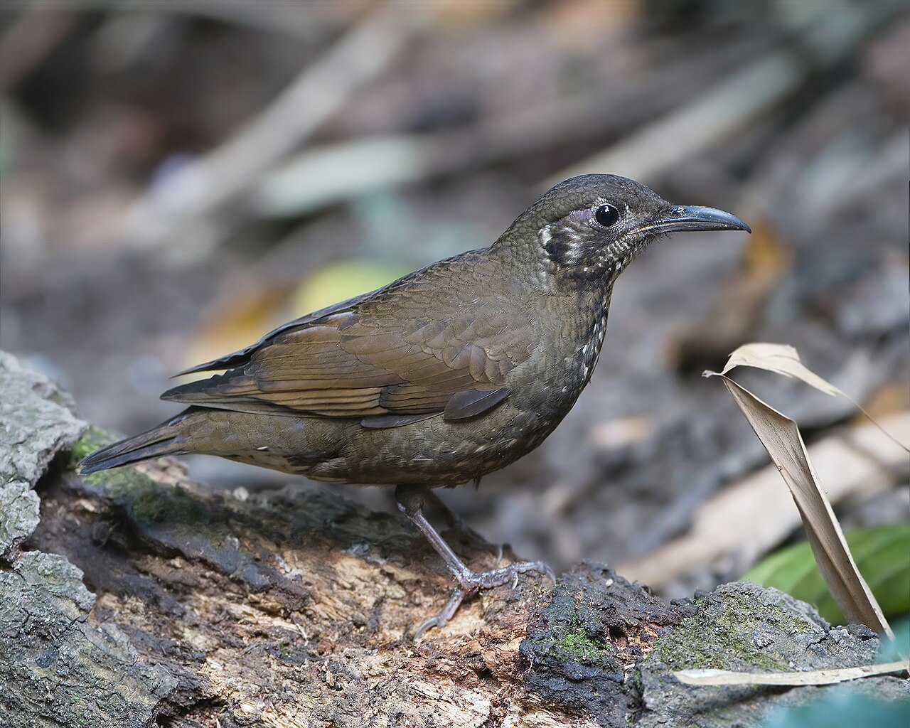 Zoothera marginata - Doi Inthanon