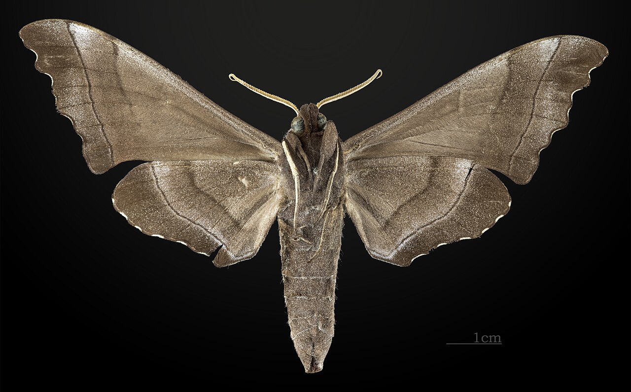 Polyptychus trilineatus MHNT CUT 2010 0 17 Doi Inthanon Chiang Mai Thailande ventral