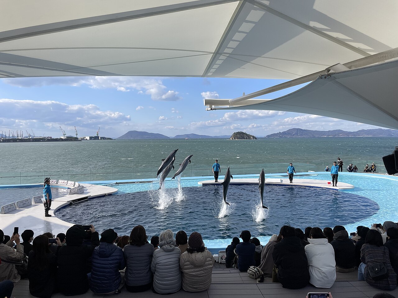 Shikoku Aquarium Dolphin show