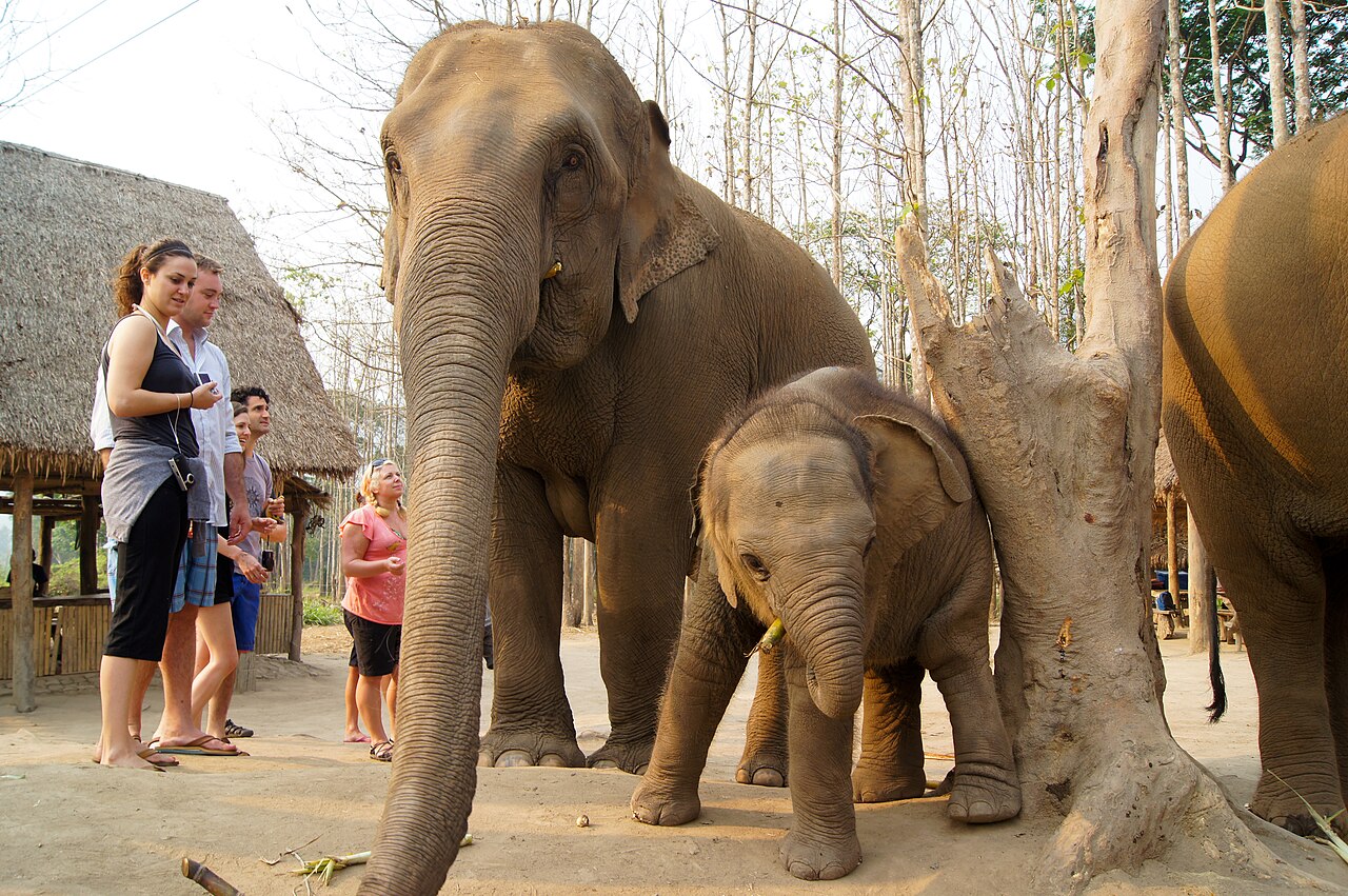 Patara Elephant Sanctuary, Chiang Mai 2012