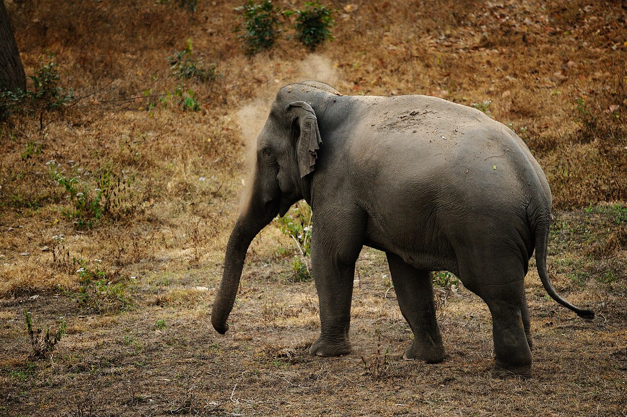 Tuskless bull Asian Elephant in Huai Kha Khaeng wildlife sanctuary (15942505646)