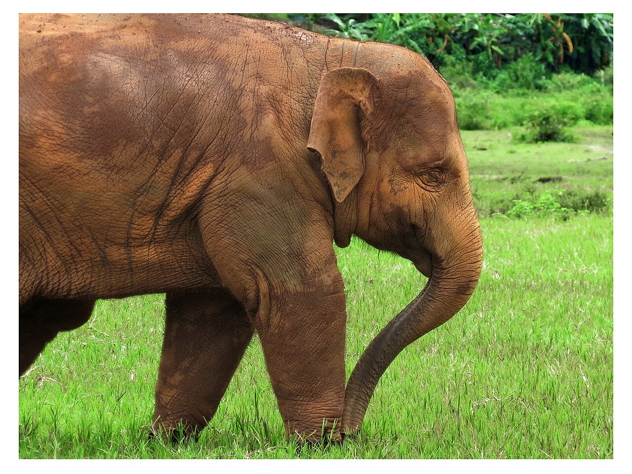 Elephant d'Asie (Elephant nature park, Thaïlande)