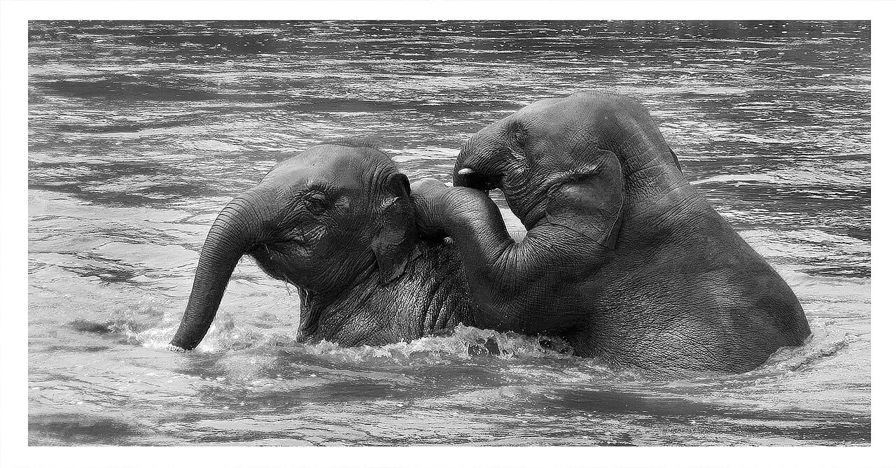 Elephanteaux d'Asie (Elephant nature park, Thaïlande)