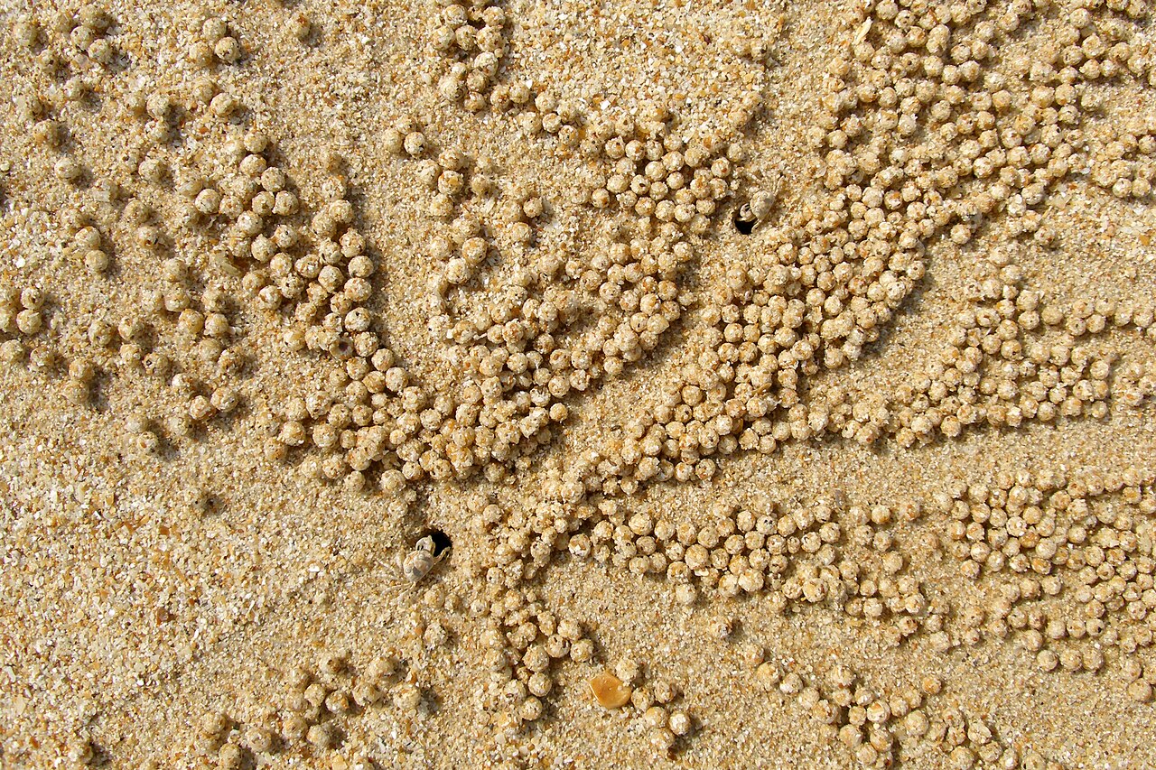 Crab sand balls, Koh Yao Noi, Phang Nga Bay, Thailand