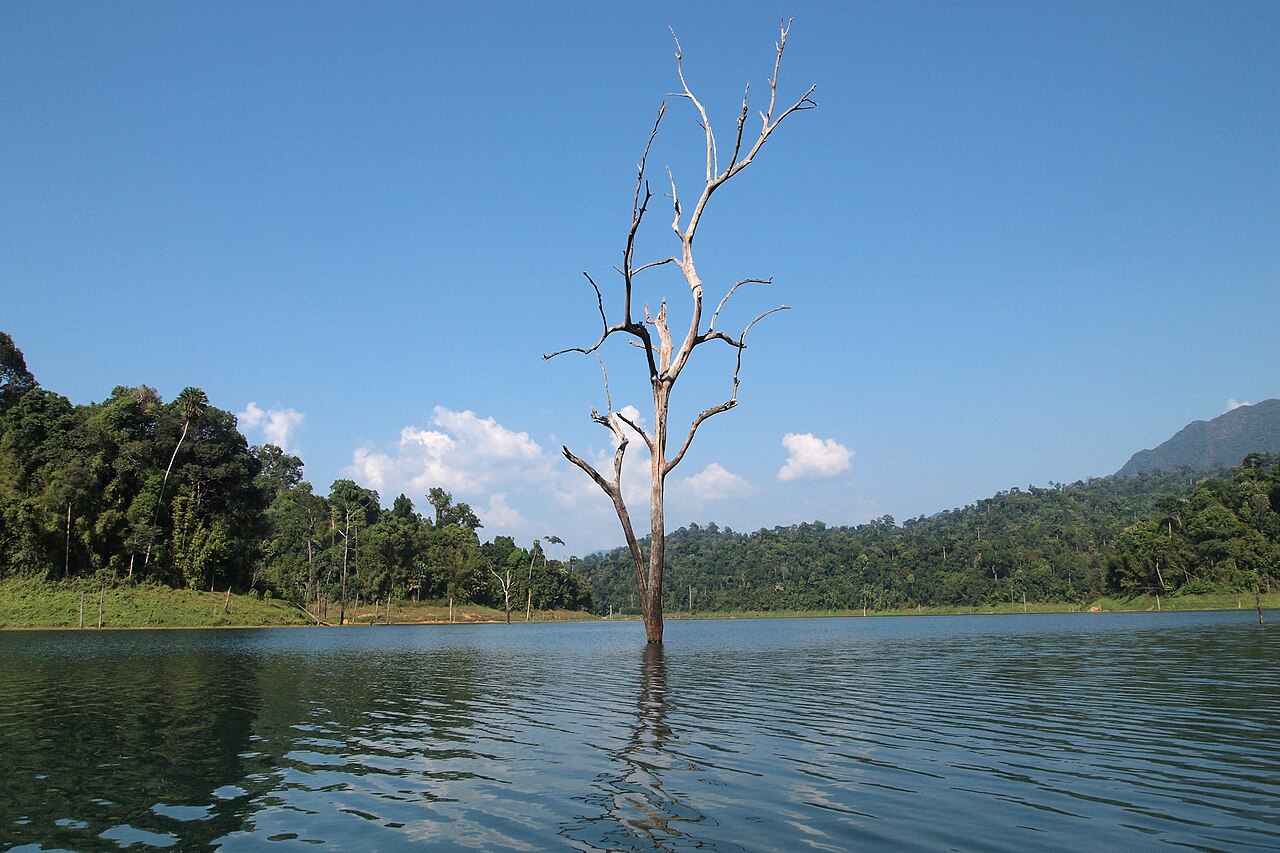 Cheow Lan Lake, Solitary tree on the lake, Khao Sok, Thailand