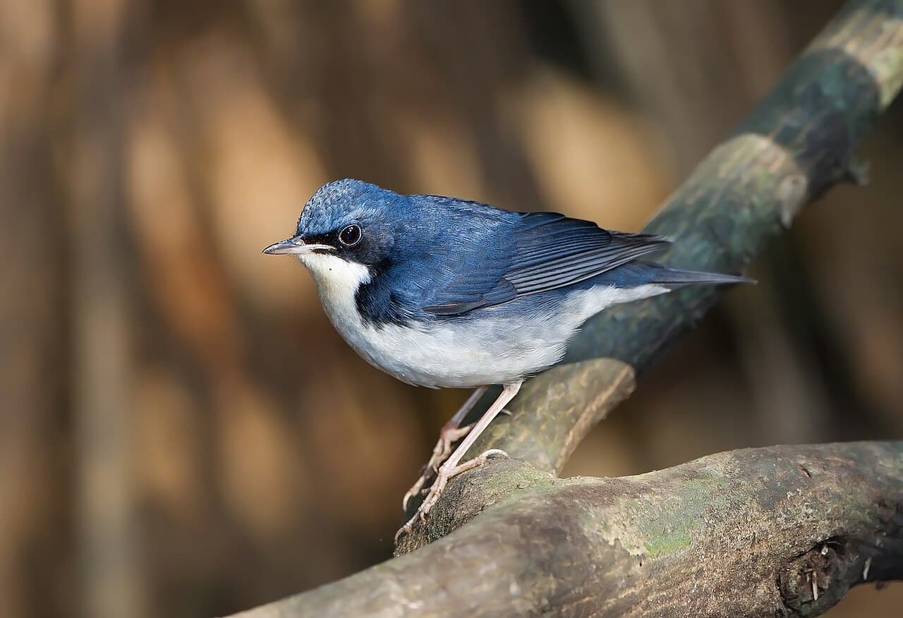 Luscinia cyane - Khao Yai