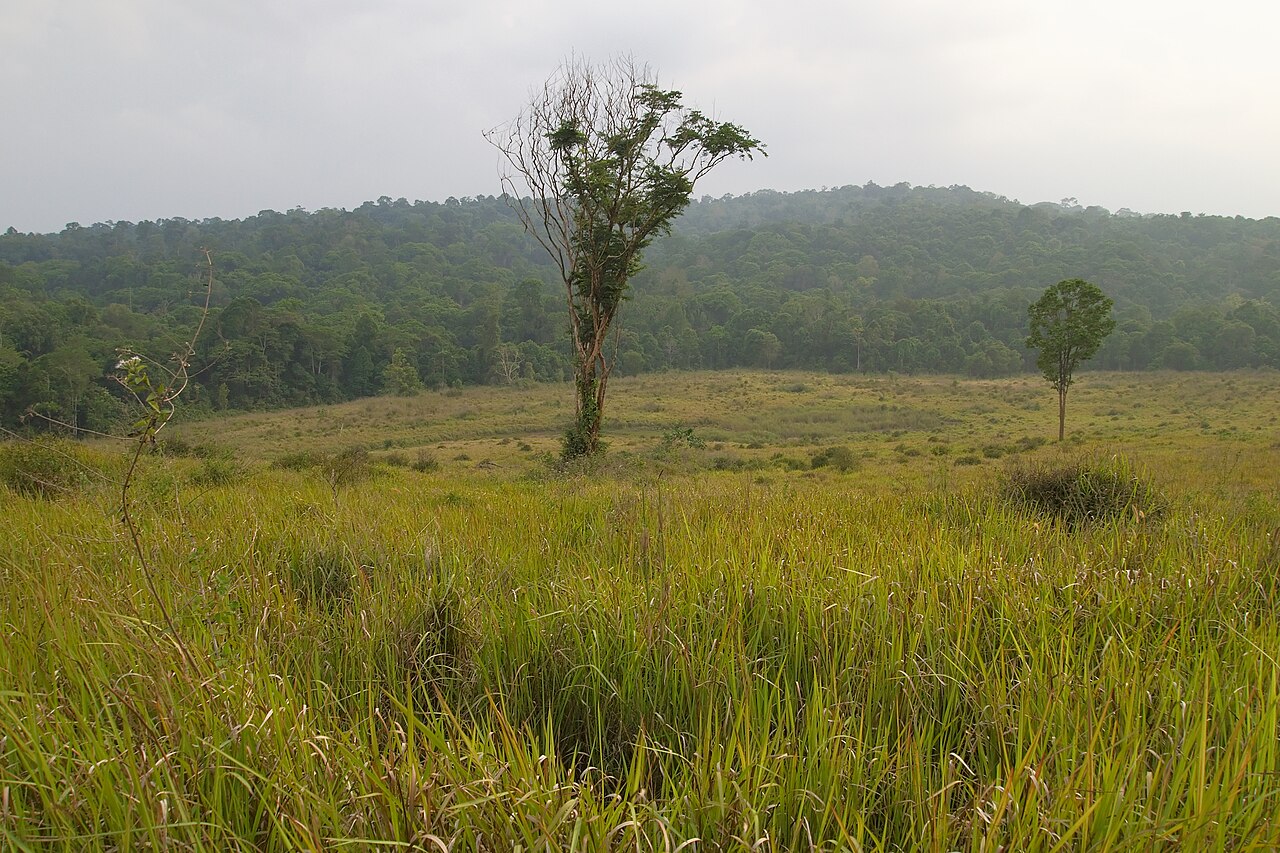 Khao Yai, Thailand, Tropical grasslands