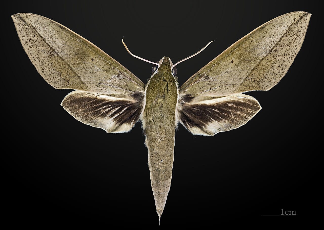 Theretra clotho MHNT CUT 2010 0 18 Thailande Khao Yai National Park male dorsal
