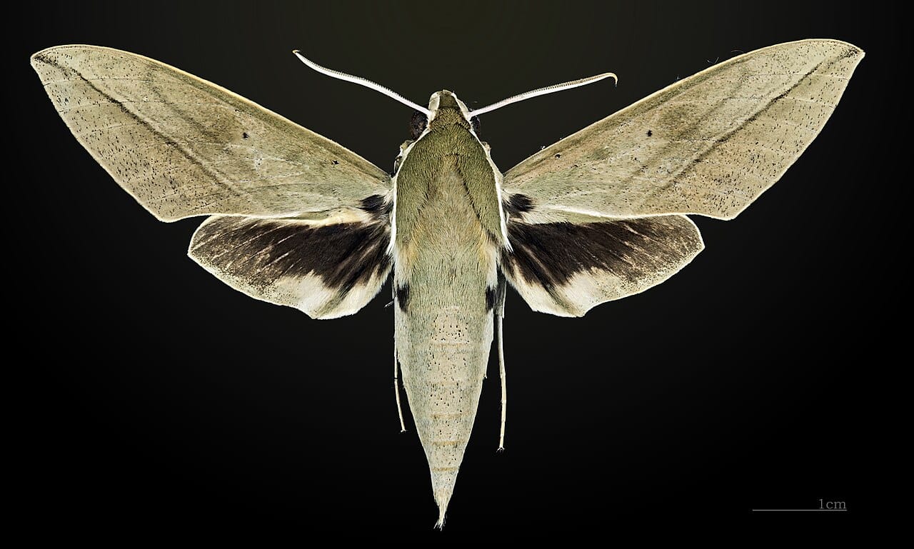 Theretra clotho MHNT CUT 2010 0 18 Thailande Khao Yai National Park female dorsal