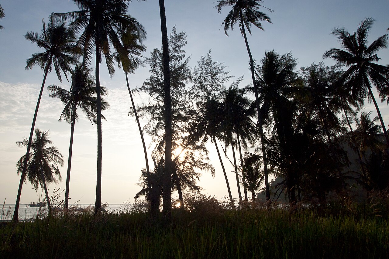 Koh Kut, Thailand, Palms on the beach