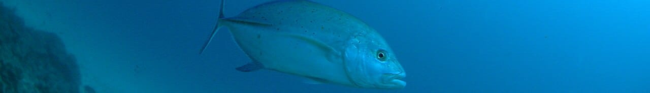 Diving in Thailand banner Bluefin trevally at Khaolak