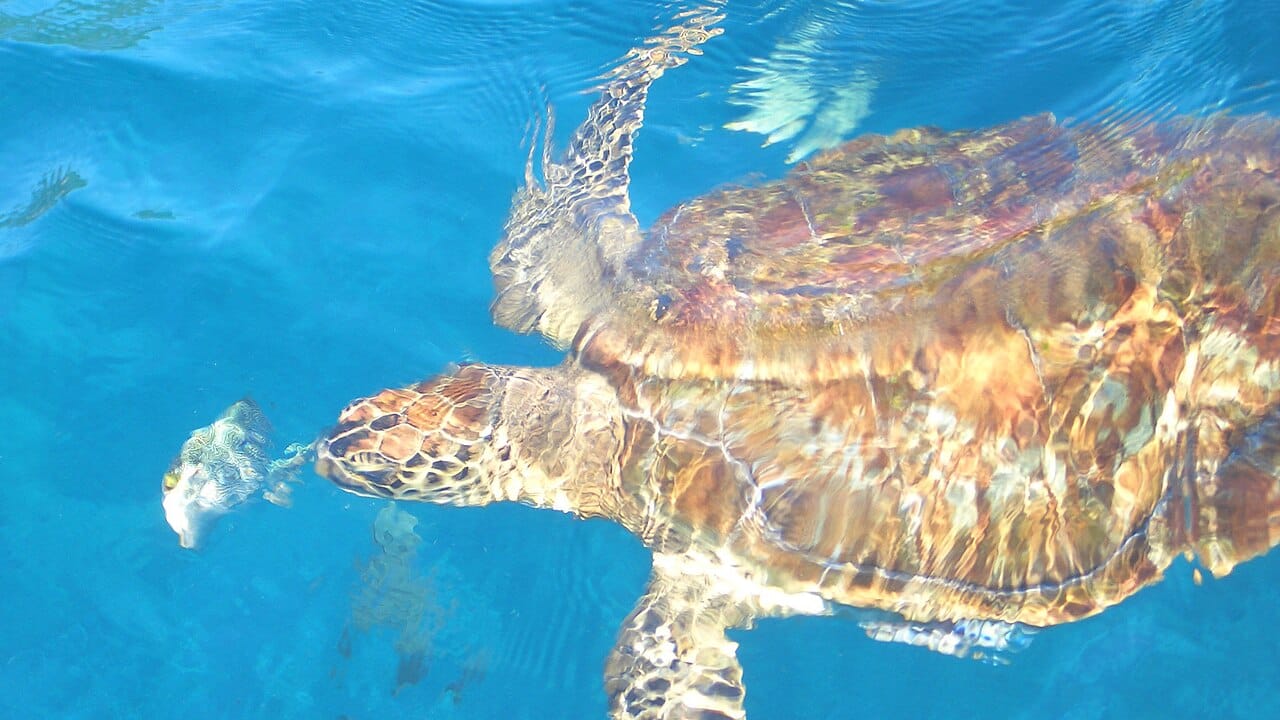 Thailand - Sea Turtle diving - Similan Islands (16964389292)