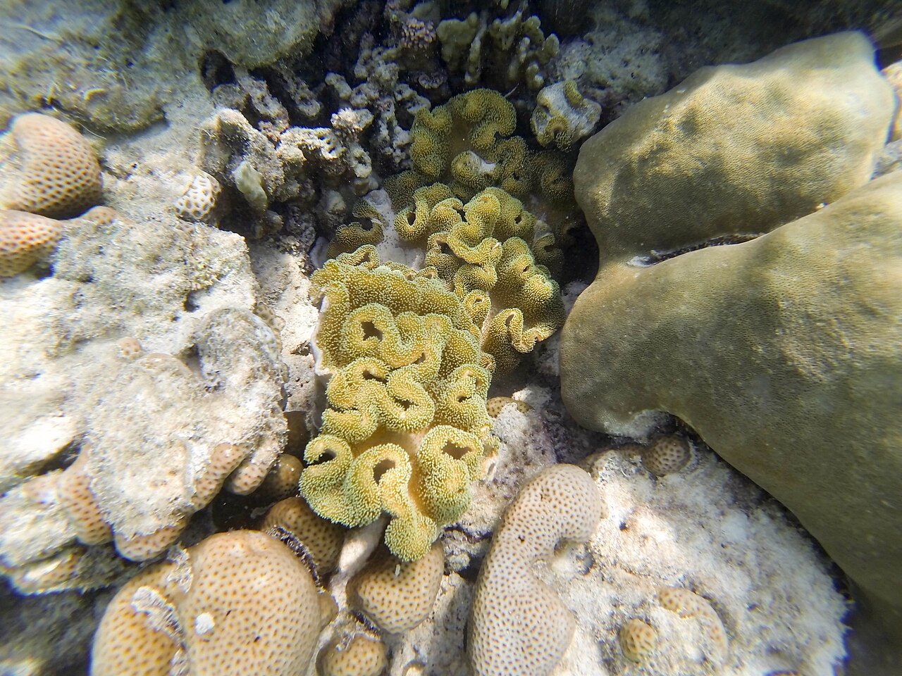Surin Islands (24844546966)