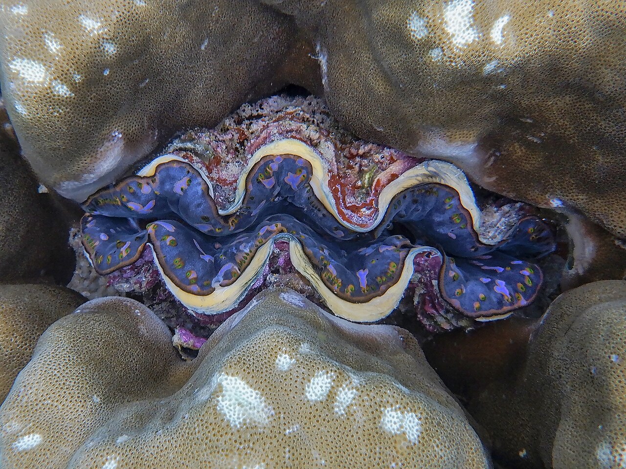 Tridacna maxima - Mu Ko Surin