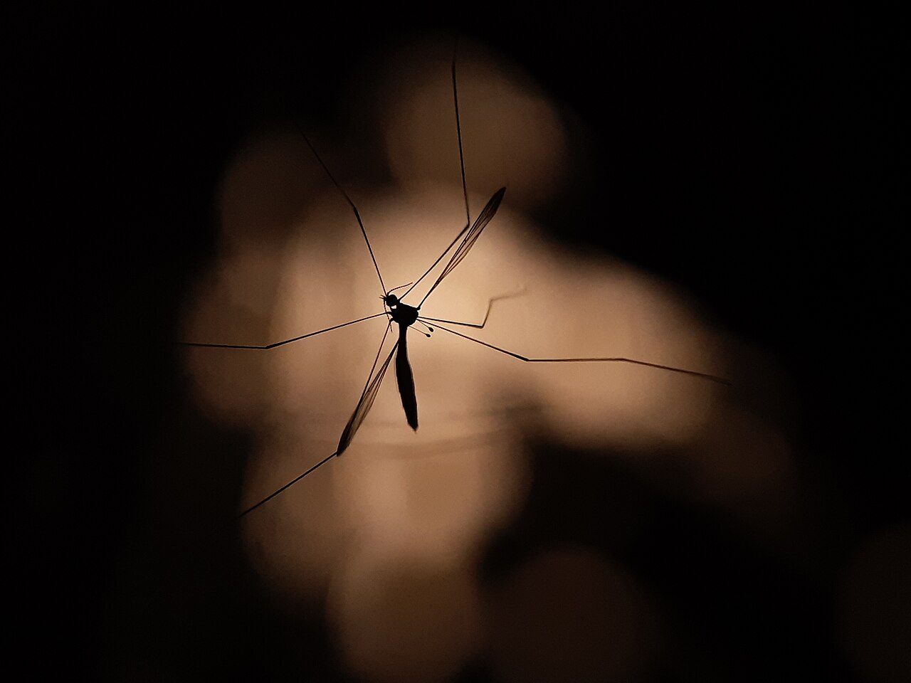 Dream world of Crane fly
