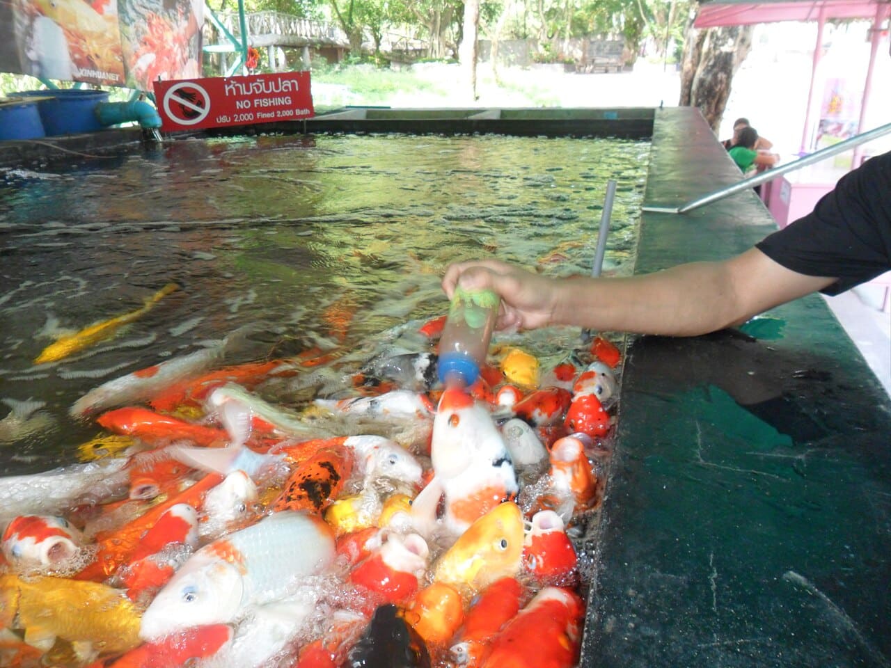 Fish feeding in sriracha tiger zoo