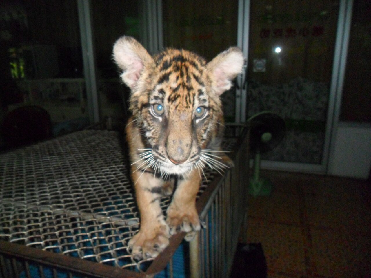 Baby tiger in sriracha tiger zoo