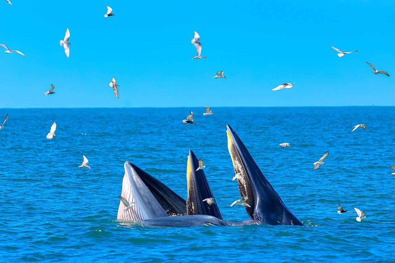 Bryde's whale 1