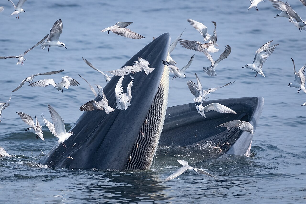 Bryde's whale 2