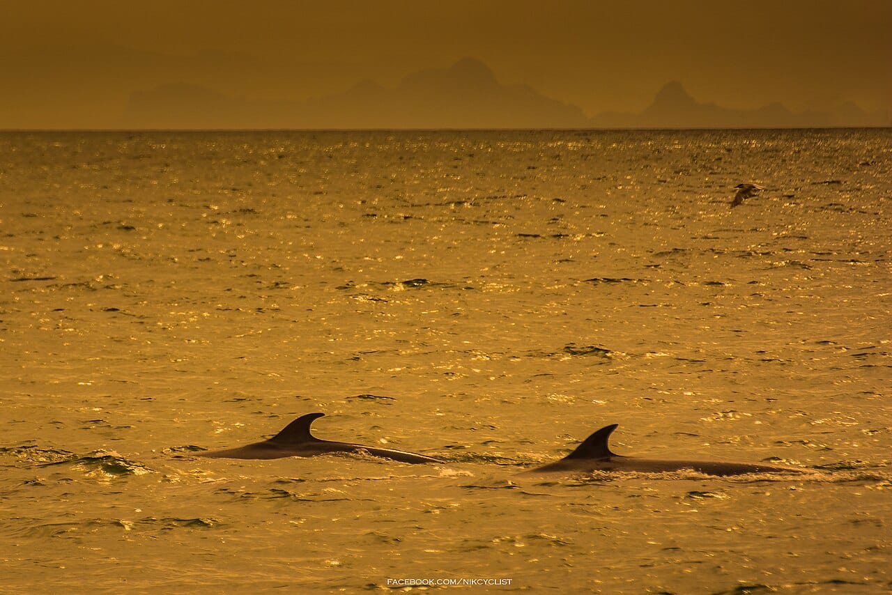Bryde's whales at Bang Tabun (9584136748)