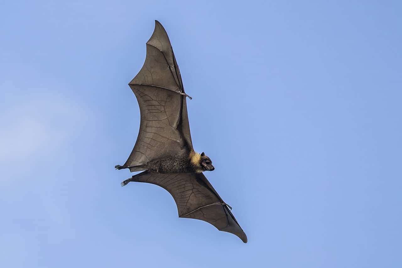 Polynesian flying fox (Pteropus tonganus) in flight Taveuni
