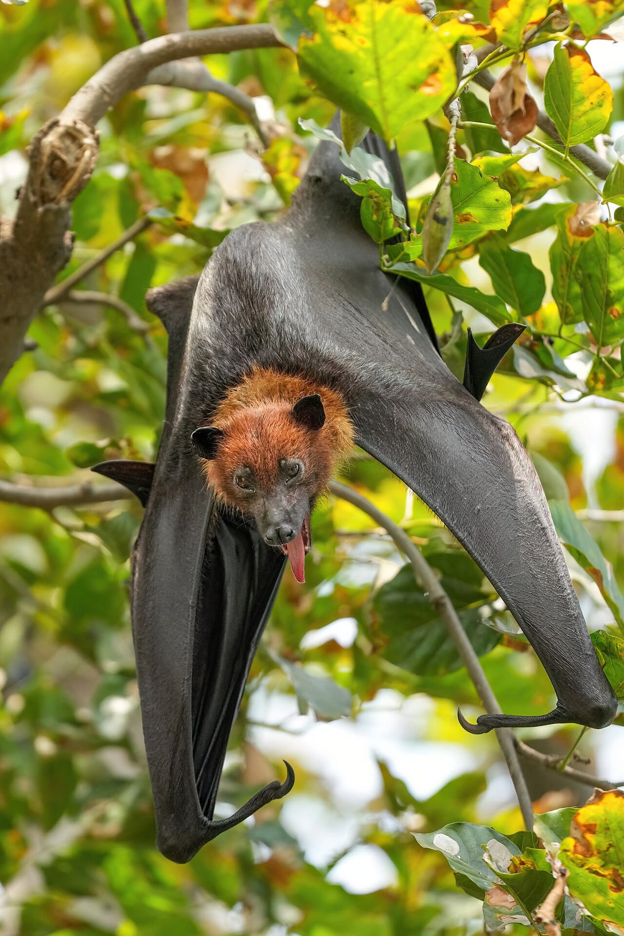 047 Indian flying fox in Keoladeo National Park Photo by Giles Laurent
