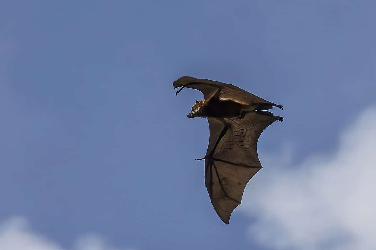 Mauritian flying fox (Pteropus niger) male in flight